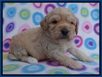 Sandy Blaze pups 3 wks old 31