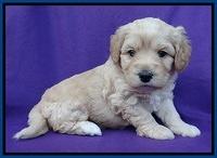 Sandy Blaze pups 4 wks old 11