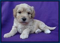 Sandy Blaze pups 4 wks old 21