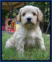 Sandy Blaze pups 5 weeks old 21