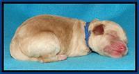 Sandy Blaze pups newborn 1 day old 11