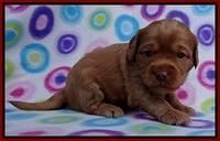 Sandy Blaze pups 3 wks old 41
