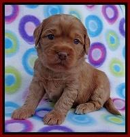 Sandy Blaze pups 3 wks old 51