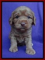 Sandy Blaze pups 4 wks old 51