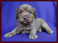 Sandy Blaze pups 4 wks old 61