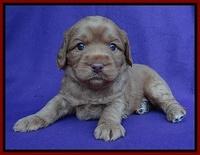 Sandy Blaze pups 4 wks old 71