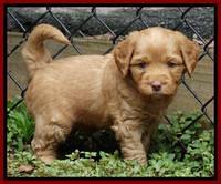 Sandy Blaze pups 5 weeks old 81