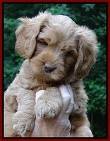 Sandy Blaze pups 7 wks old 61