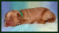 Sandi Blaze pups 1 wk old 71