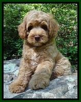 Sandi Blaze pups 8 wks old 33