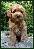 Sandi Blaze pups 8 wks old 43