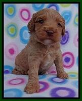 Sandy Blaze pups 3 wks old 81