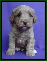 Sandy Blaze pups 4 wks old 91