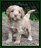 Sandy Blaze pups 5 weeks old 111