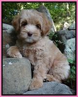 Barr family : "Nala"