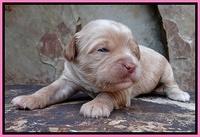 Sandy Blaze pups 2 wks old 141