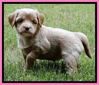 Sandy Blaze pups 5 weeks old 151