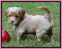 Sandy Blaze pups 5 weeks old 161