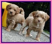 Sandy Blaze pups 5 weeks old 171