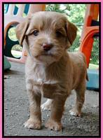 Sandy Blaze pups 5 weeks old 181