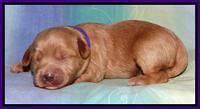 Sandi Blaze pups 1 wk old 141