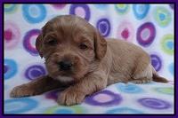 Sandy Blaze pups 3 wks old 131