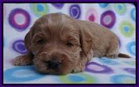 Sandy Blaze pups 3 wks old 141