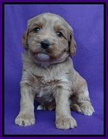 Sandy Blaze pups 4 wks old 151