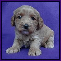 Sandy Blaze pups 4 wks old 161