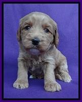 Sandy Blaze pups 4 wks old 171