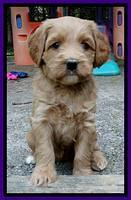 Sandy Blaze pups 5 weeks old 191