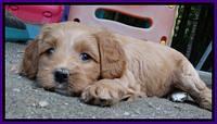 Sandy Blaze pups 5 weeks old 211