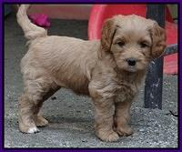 Sandy Blaze pups 5 wks old 241