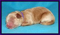 Sandy Blaze pups newborn 1 day old 91