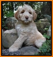 Sandi Blaze pups 8 wks old 122