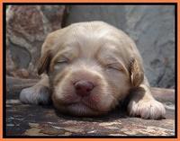Sandy Blaze pups 2 wks old 211