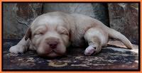Sandy Blaze pups 2 wks old 221