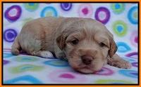 Sandy Blaze pups 3 wks old 191