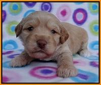 Sandy Blaze pups 3 wks old 211