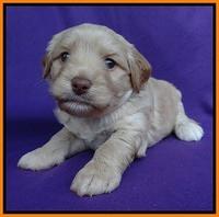 Sandy Blaze pups 4 wks old 221