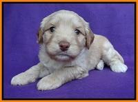Sandy Blaze pups 4 wks old 231