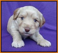 Sandy Blaze pups 4 wks old 241