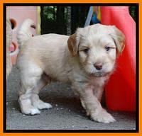 Sandy Blaze pups 5 weeks old 231