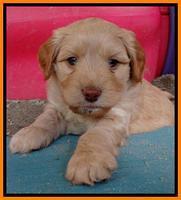 Sandy Blaze pups 5 weeks old 241