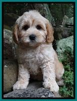 Sandi Blaze pups 8 wks old 11