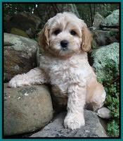 Sandi Blaze pups 8 wks old 41