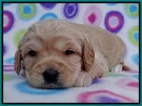 Sandy Blaze pups 3 wks old 171