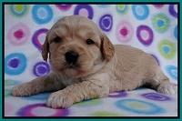 Sandy Blaze pups 3 wks old 181