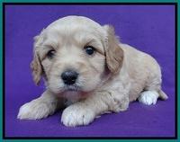 Sandy Blaze pups 4 wks old 181