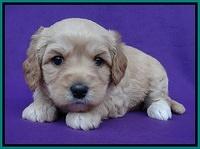 Sandy Blaze pups 4 wks old 211